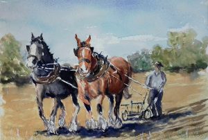 shire horses, ploughing. watercolour by roy munday. artclasses for beginners, liverpool, southport, merseyside
